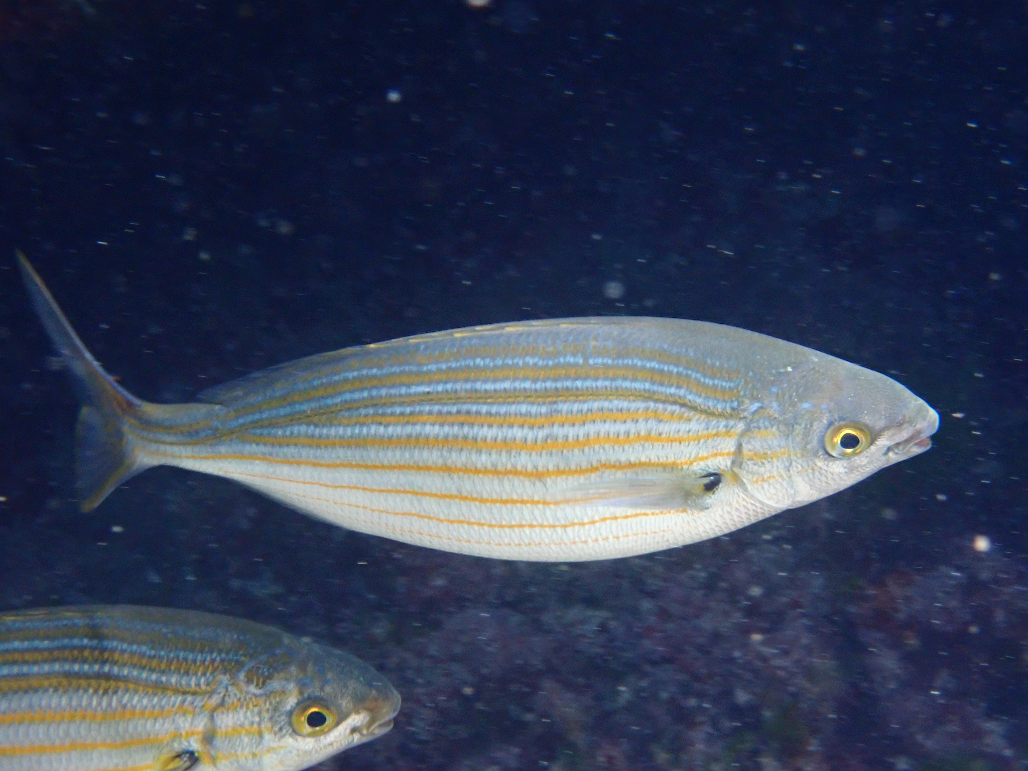 Salema Porgy